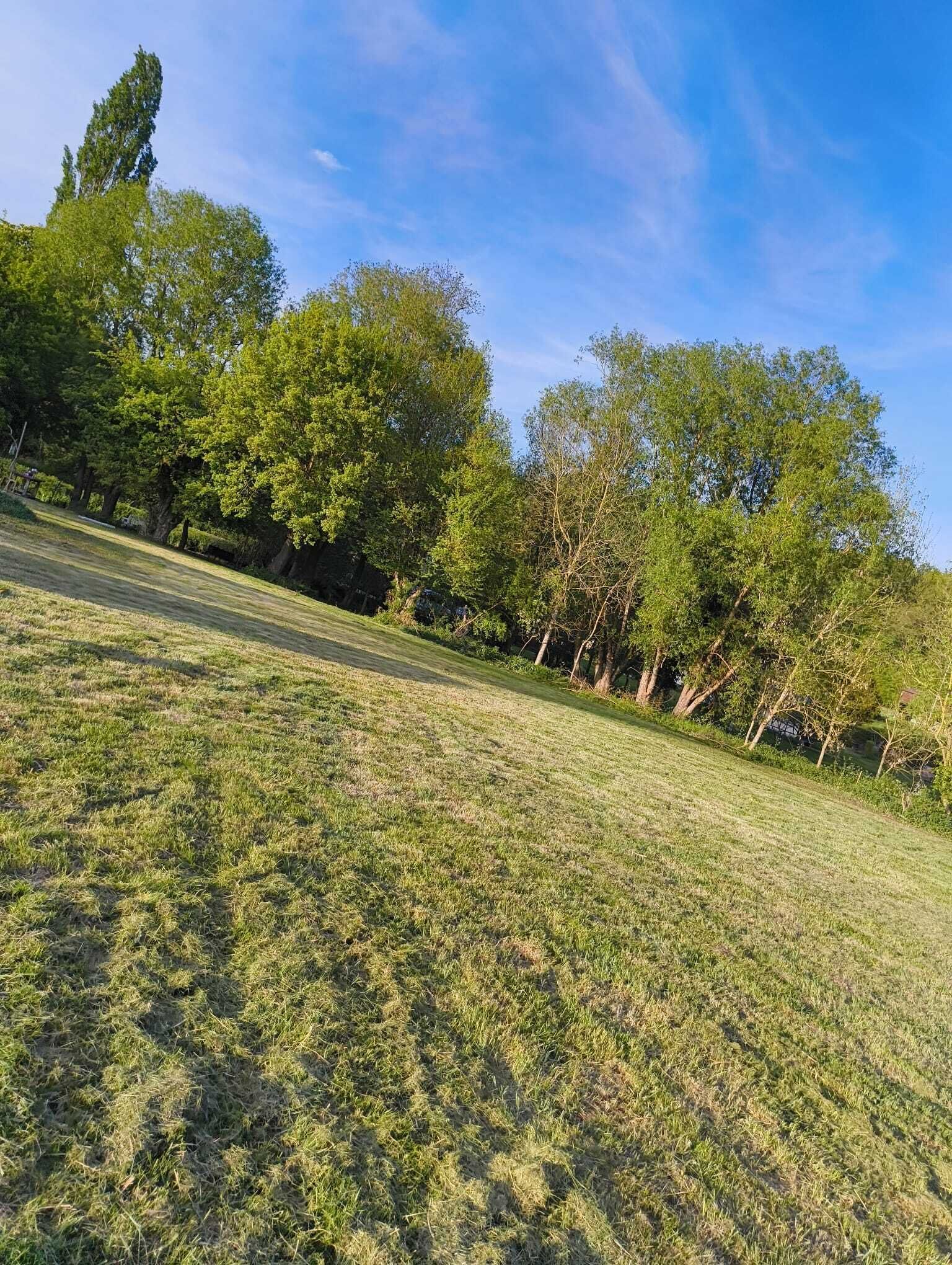 Een begroeiend veld met bomen en een heldere lucht.