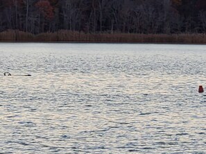 Miscellaneous - 2-bedroom, 46 foot house boat it Dolphins Marina on the Elk River with AC. (Elkton)
