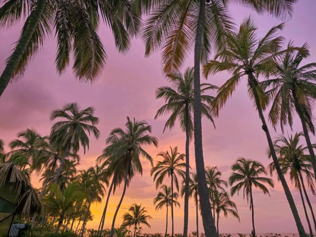 A tropical landscape with palm trees and a sunset.