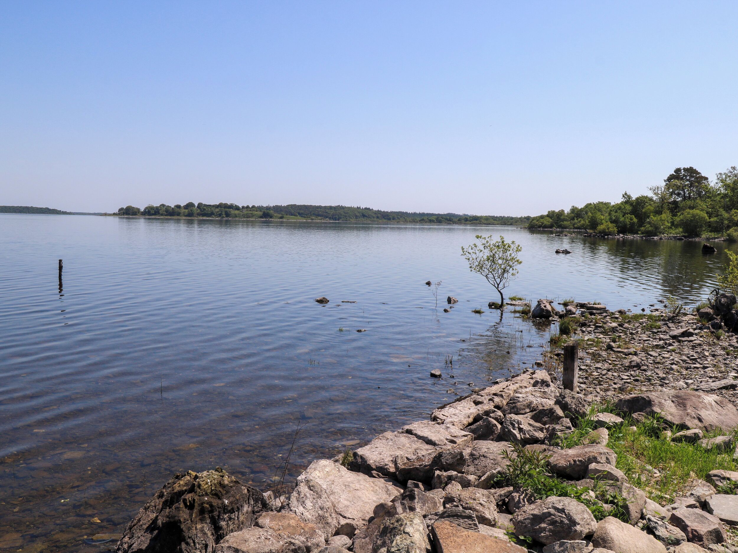 Un lago tranquilo con orilla rocosa y un pequeño árbol.