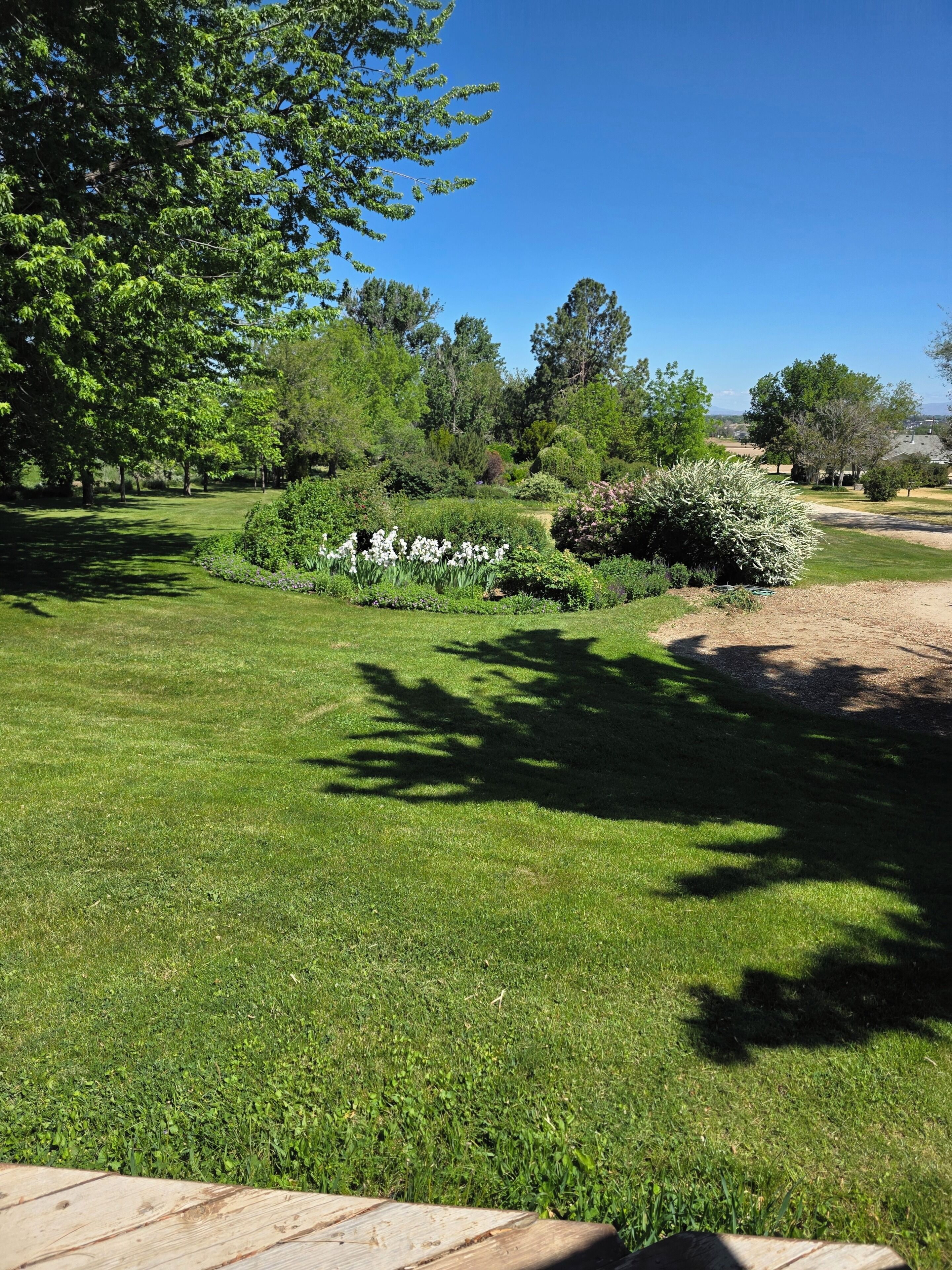 A well-maintained lawn with a variety of trees and shrubs, a clear sky, and a distant view of houses.