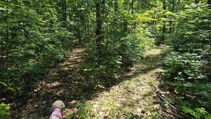 A dog on a leash walking on a forest trail.