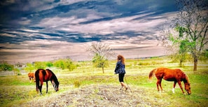 Una persona con un cavallo in un campo alberato sotto un cielo nuvoloso.