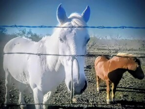 Miscellaneous - Cozy Tiny Ranch Retreat Peaceful Horse Ranch Stay in Kyle, TX (Kyle)