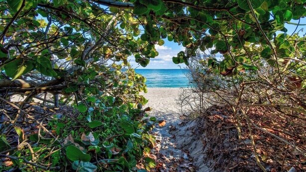 A beach path surrounded by dense foliage leading to a sandy beach. - Best Location! Charming 1-Bedroom House Just Steps from Juno Beach (Juno Beach)