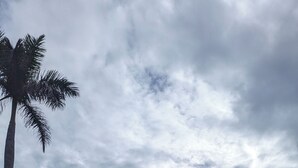 Un área de piscina con palmeras, sillas de descanso y sombrillas.