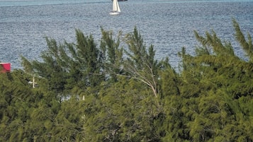 A view of a body of water with a sailboat in the distance, surrounded by dense green foliage.