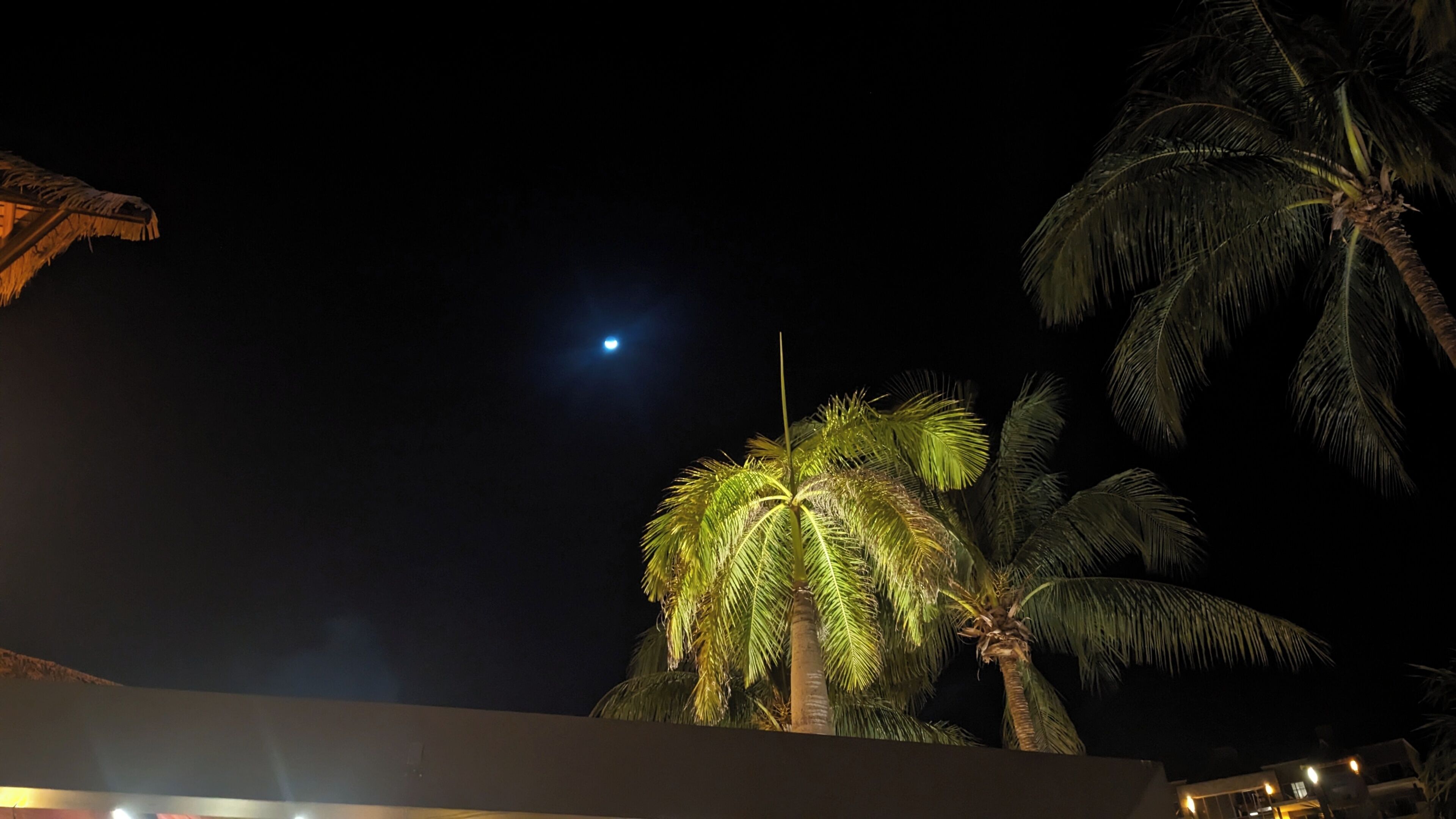 A night scene with a clear sky, a visible moon, and palm trees.