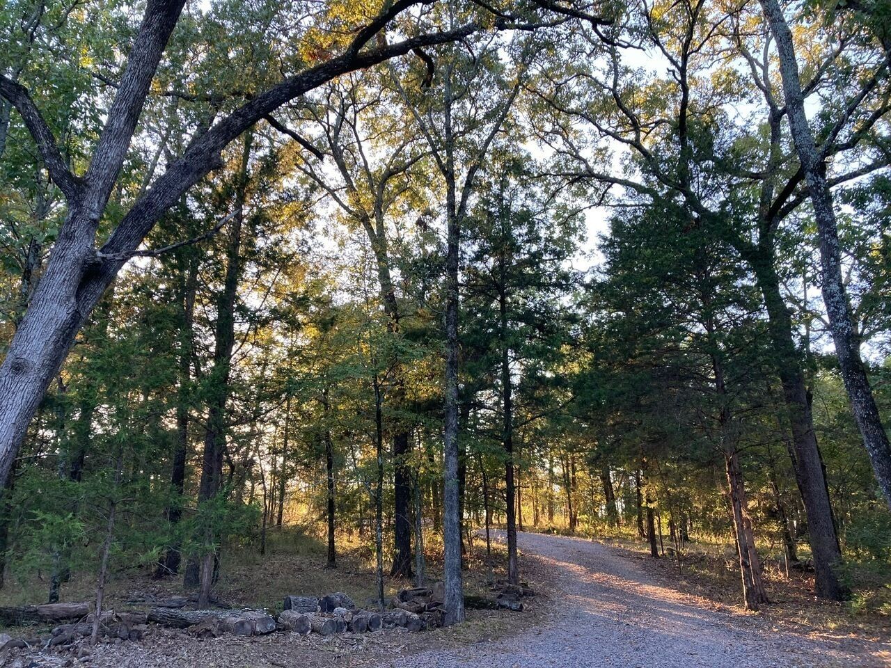 A forested area with a gravel path leading through tall trees.