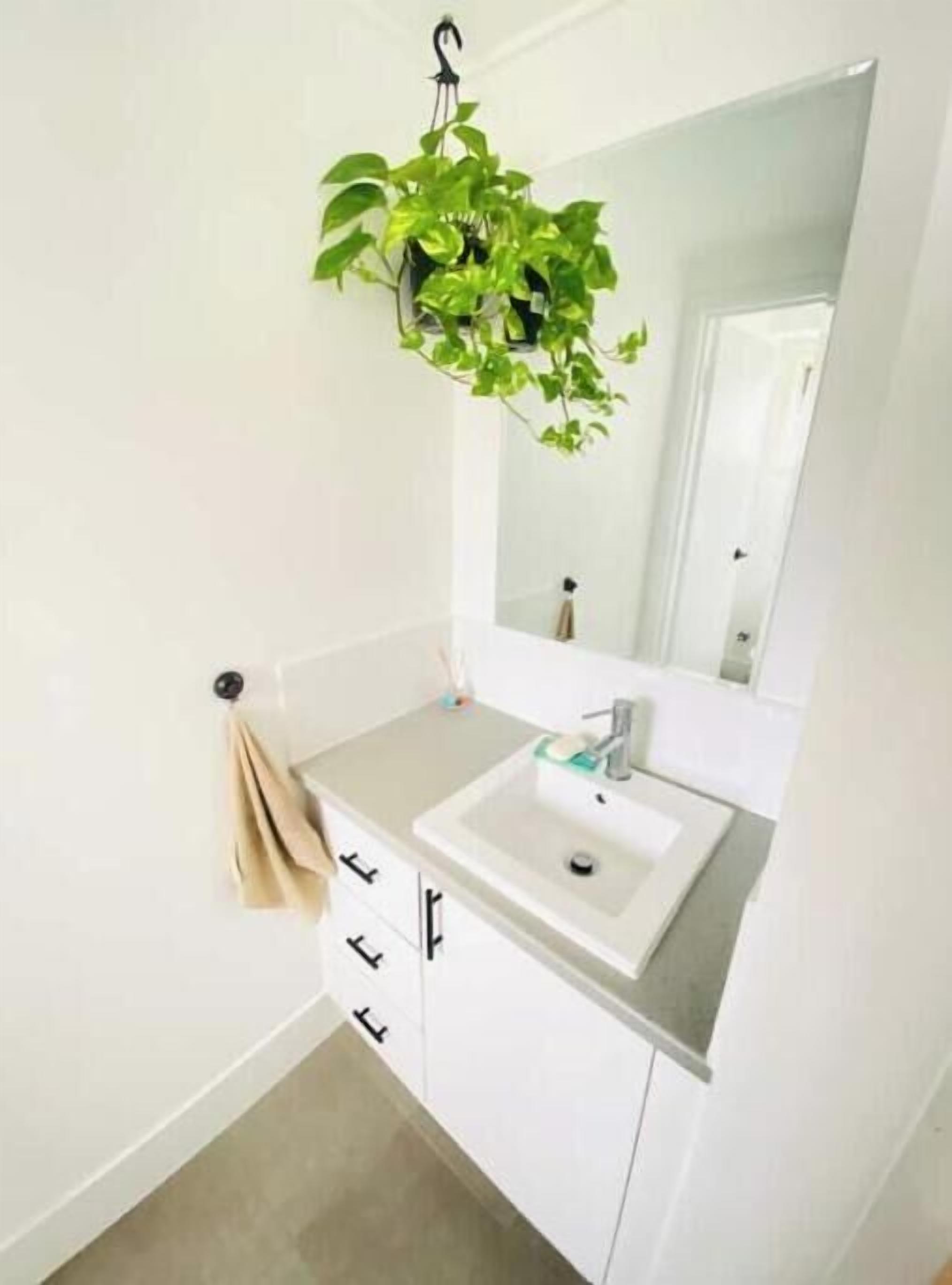 A bathroom with a white sink, mirror, and a hanging plant.