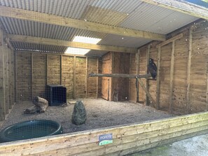 A wooden aviary with a mesh roof, a water feature, and a wooden perch. - Large holiday cottage in West Wales with free entry to Bird of Prey Centre (Carmarthen)