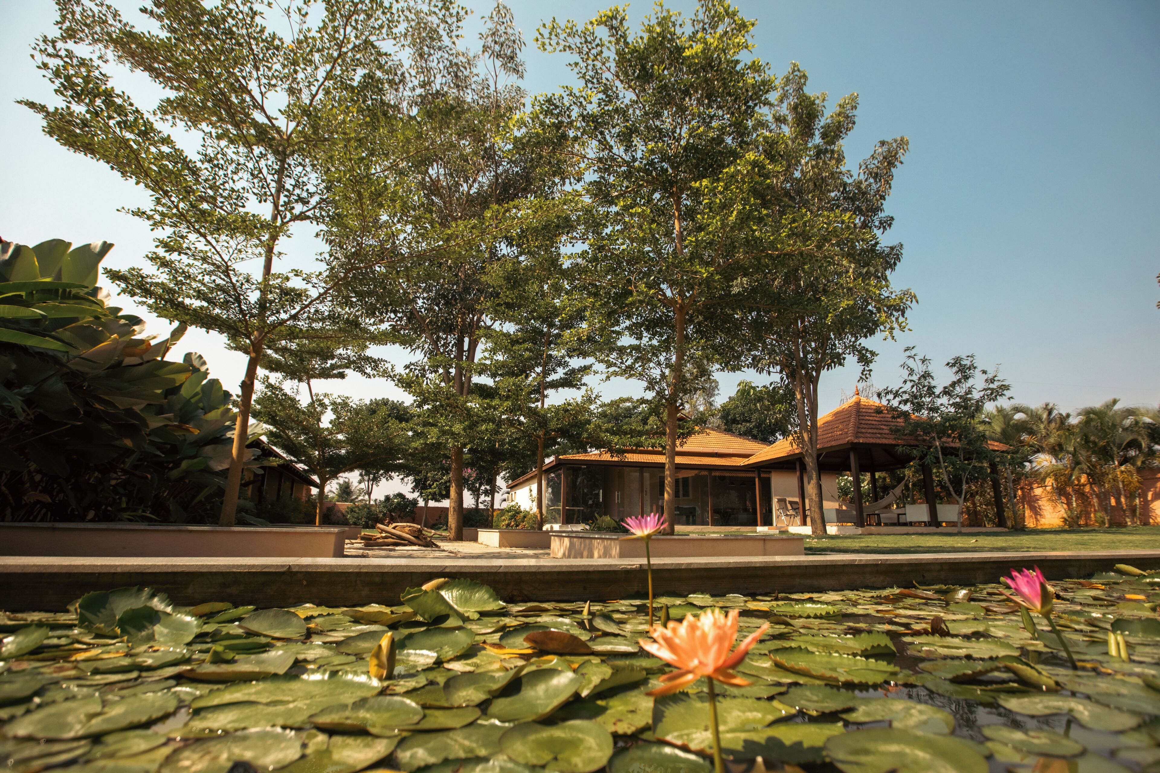 A tranquil garden with a pond, lotus flowers, and a building with a tiled roof.