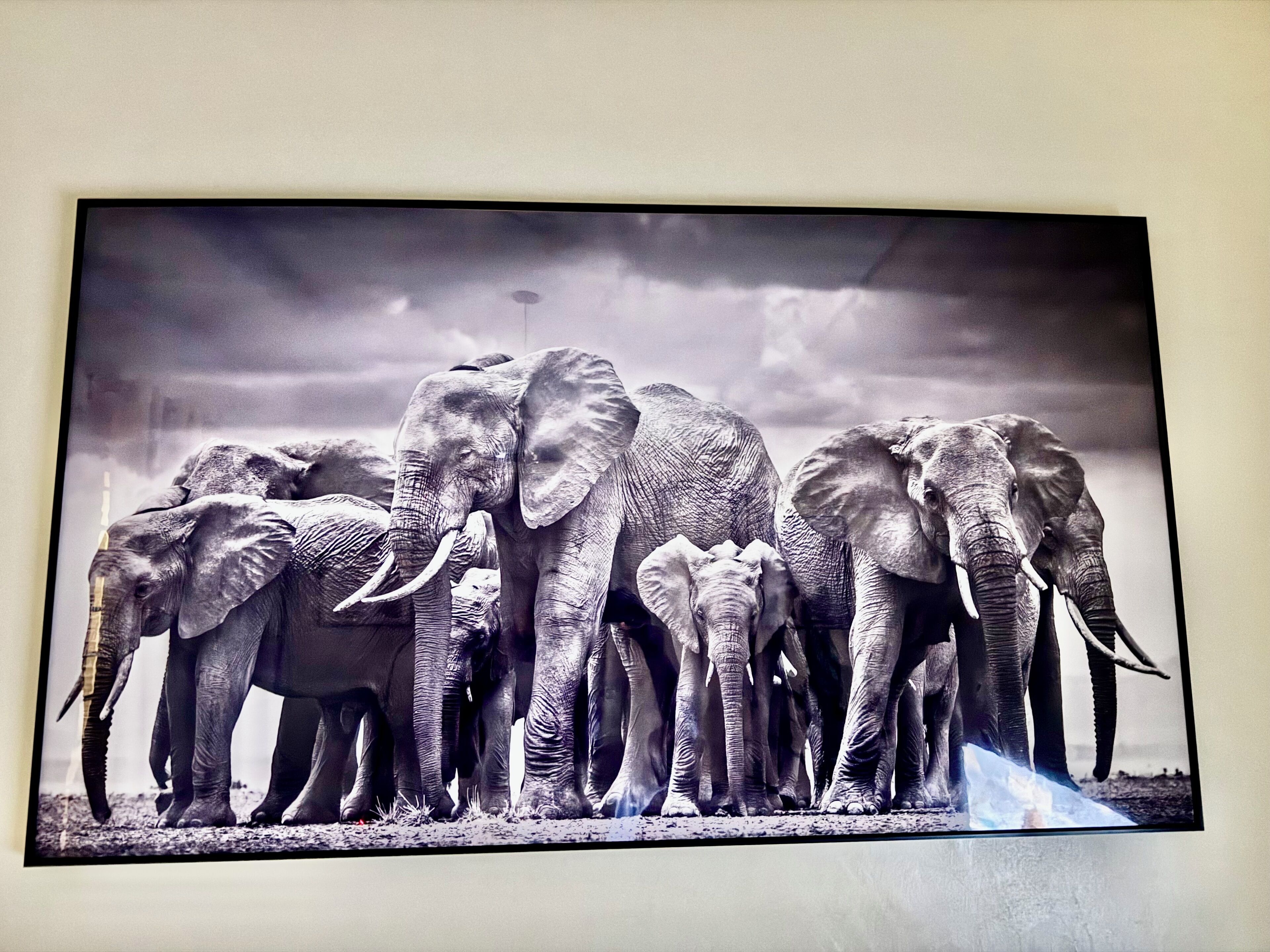 Un groupe d’éléphants rassemblés.
