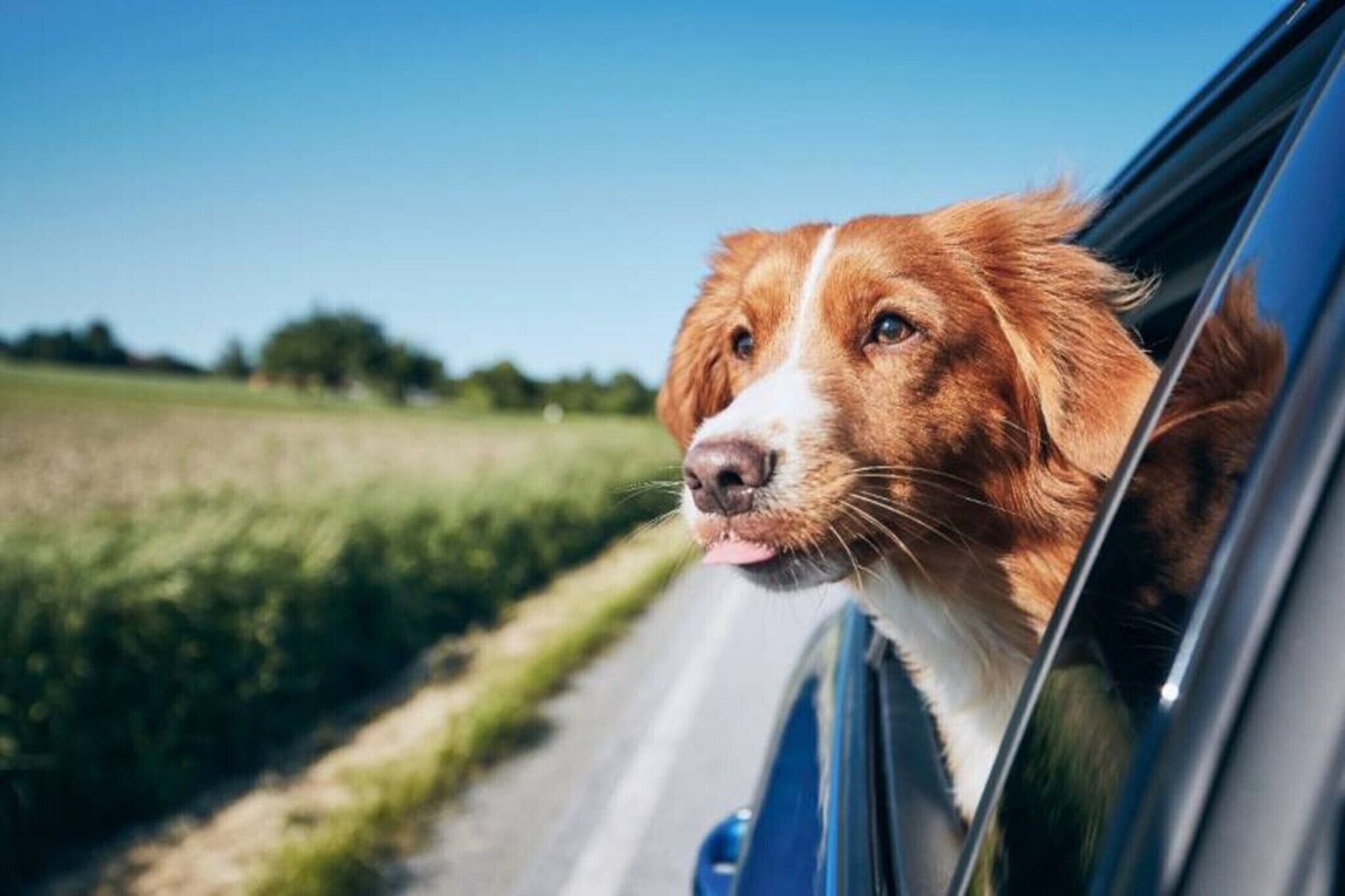 Pet-friendly