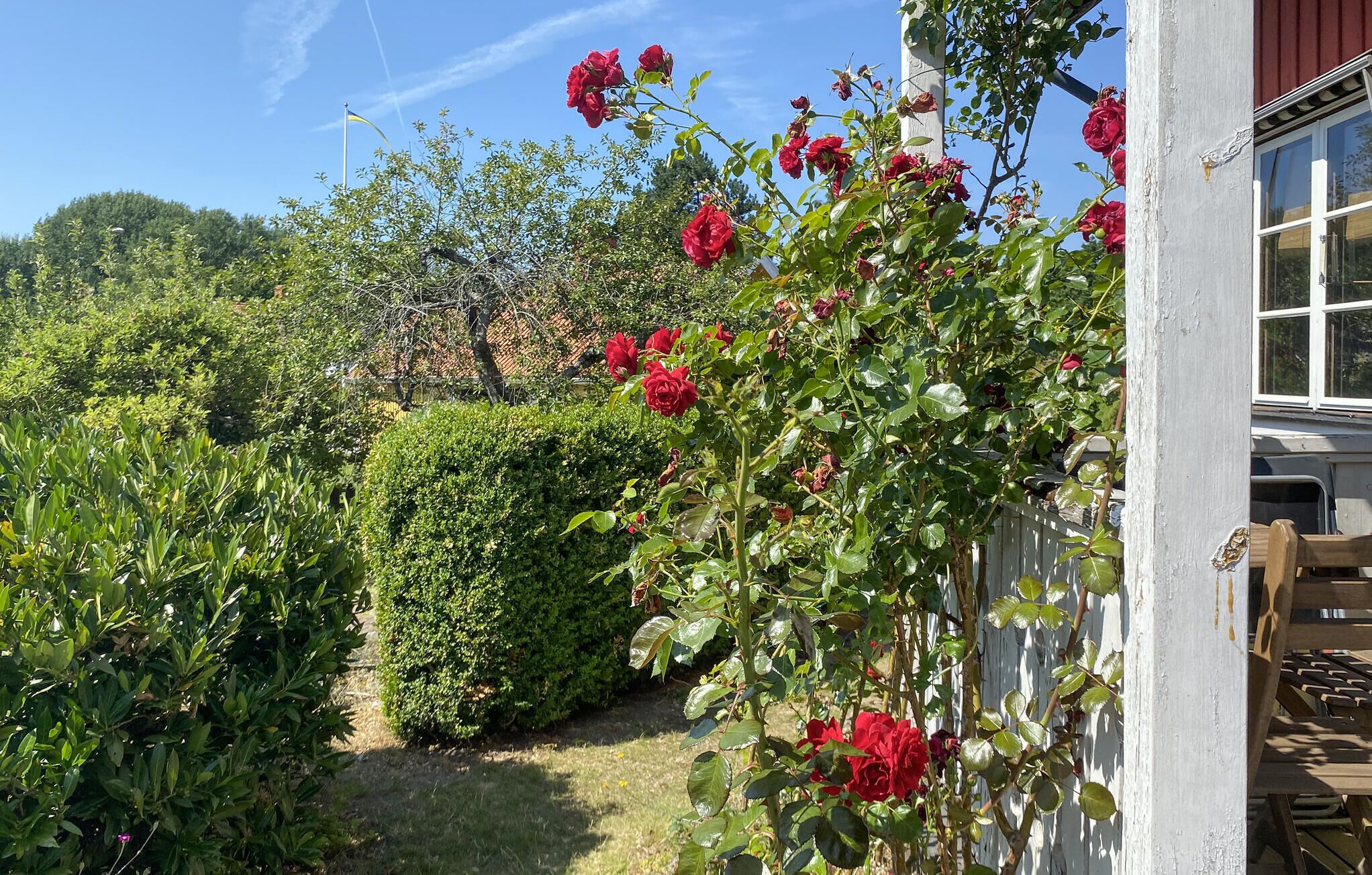 A garden with a variety of plants and a wooden fence.
