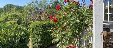 A garden with a variety of plants and a wooden fence.