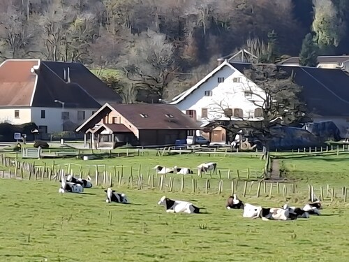 Les bruchels - la divine bovine