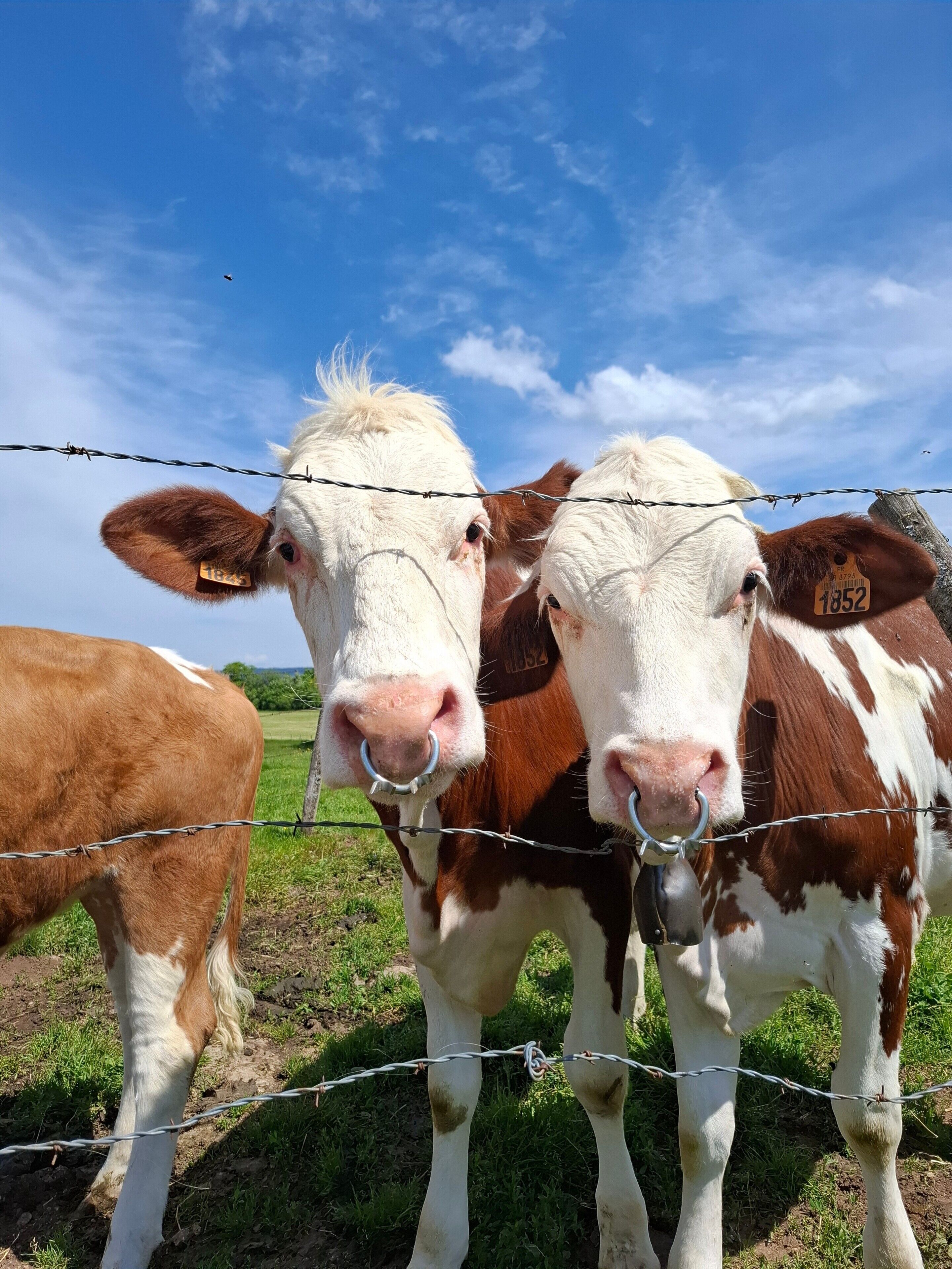 Two cows with ear tags standing behind a barbed wire fence.