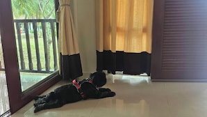 A room with a large window, a dog lying on the floor, and a closed door. - Chaya Village F Shared Pool & Jacuzzi (Ko Lanta)