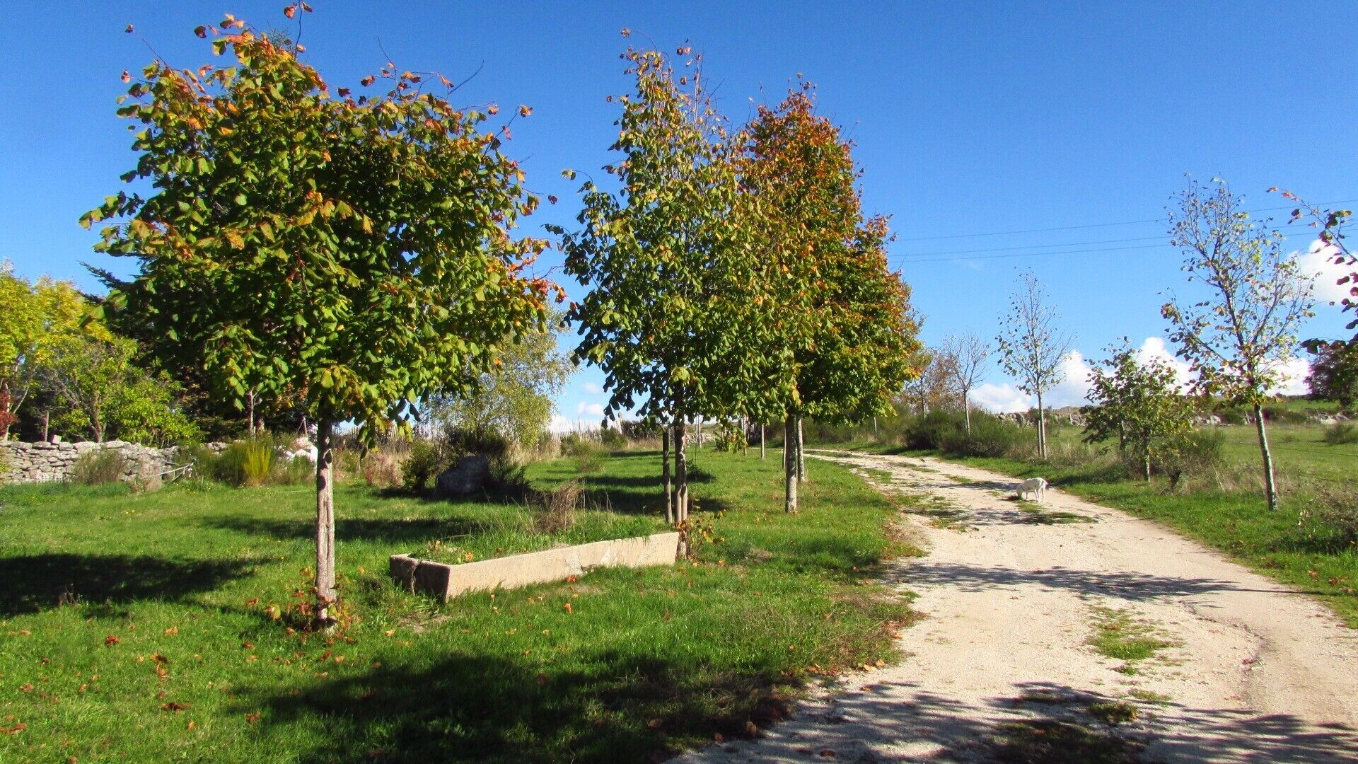 Paisatge rural amb un camí de terra, arbres i una paret de pedra.