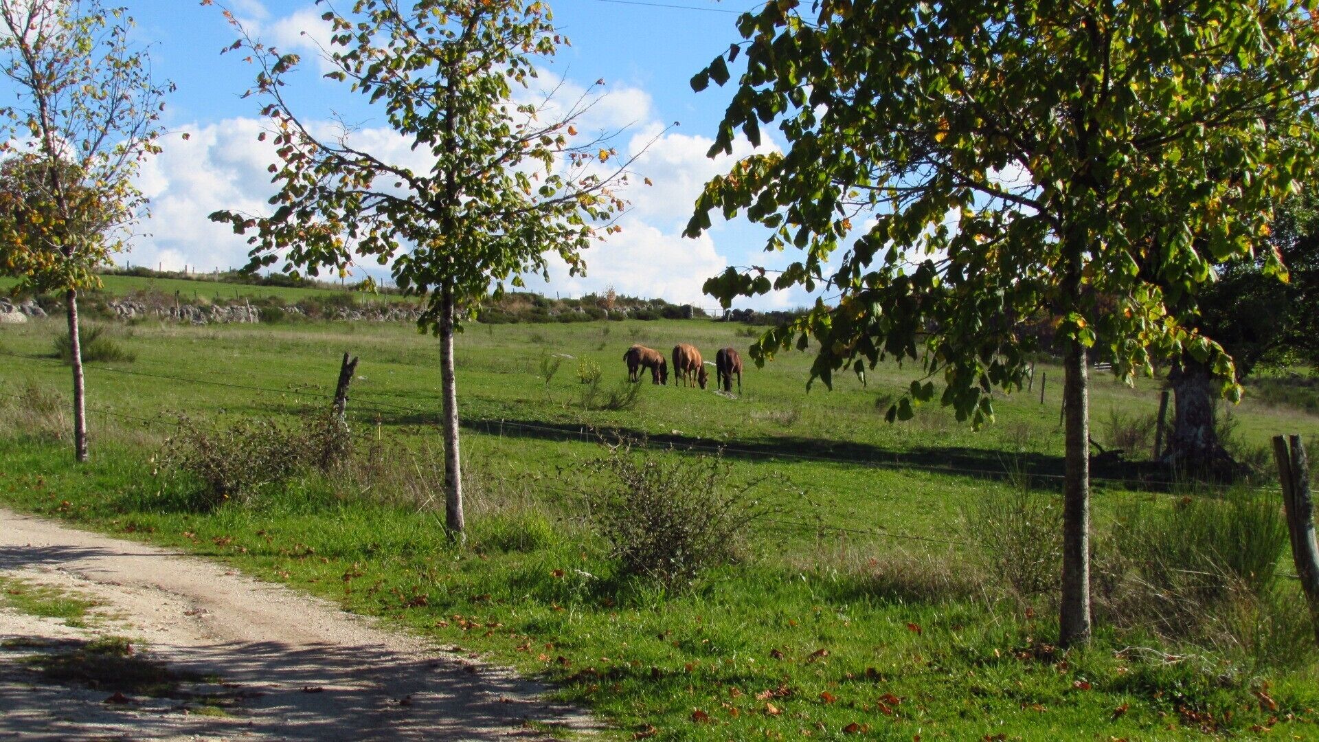 A rural landscape with a dirt path, green grass, and trees.