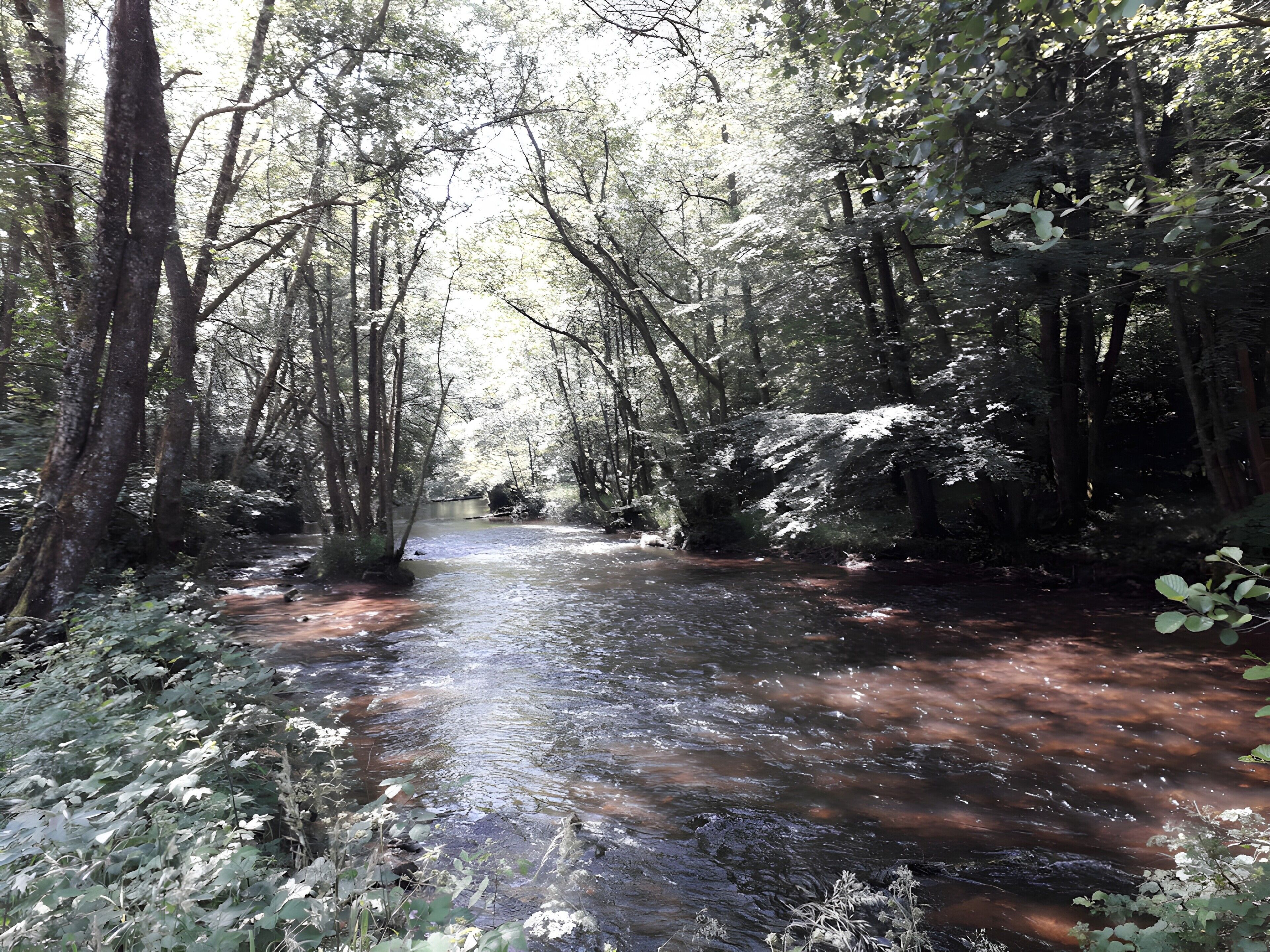 Ett skogsområde med en bäck.