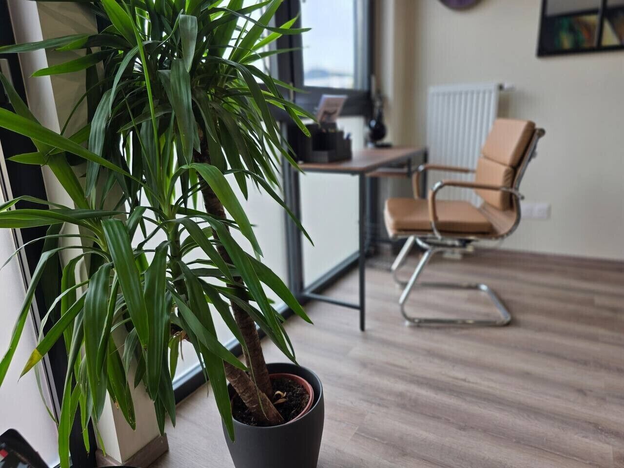 Ein Blumentopf mit Pflanze in einem Zimmer mit Stuhl und Schreibtisch.