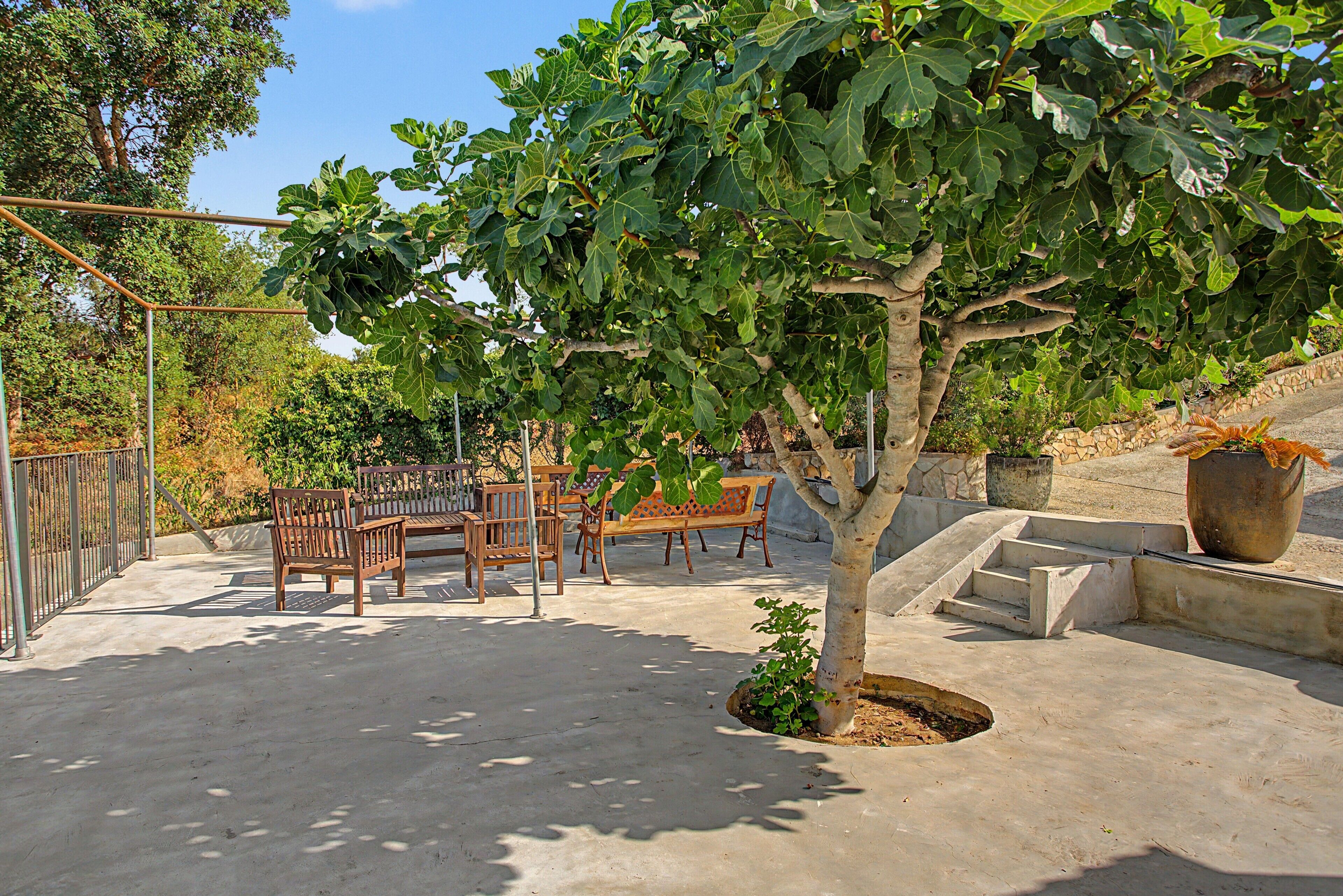 An outdoor seating area with benches and a tree.