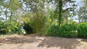Un sentier de terre qui traverse une zone boisée, caractérisée par un feuillage dense et de nombreux arbres.