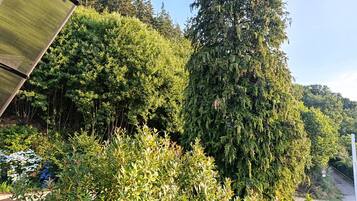 A balcony with a view of dense greenery and a tall tree.