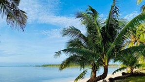 Ein Strand mit Palmen und ruhigem Wasser.