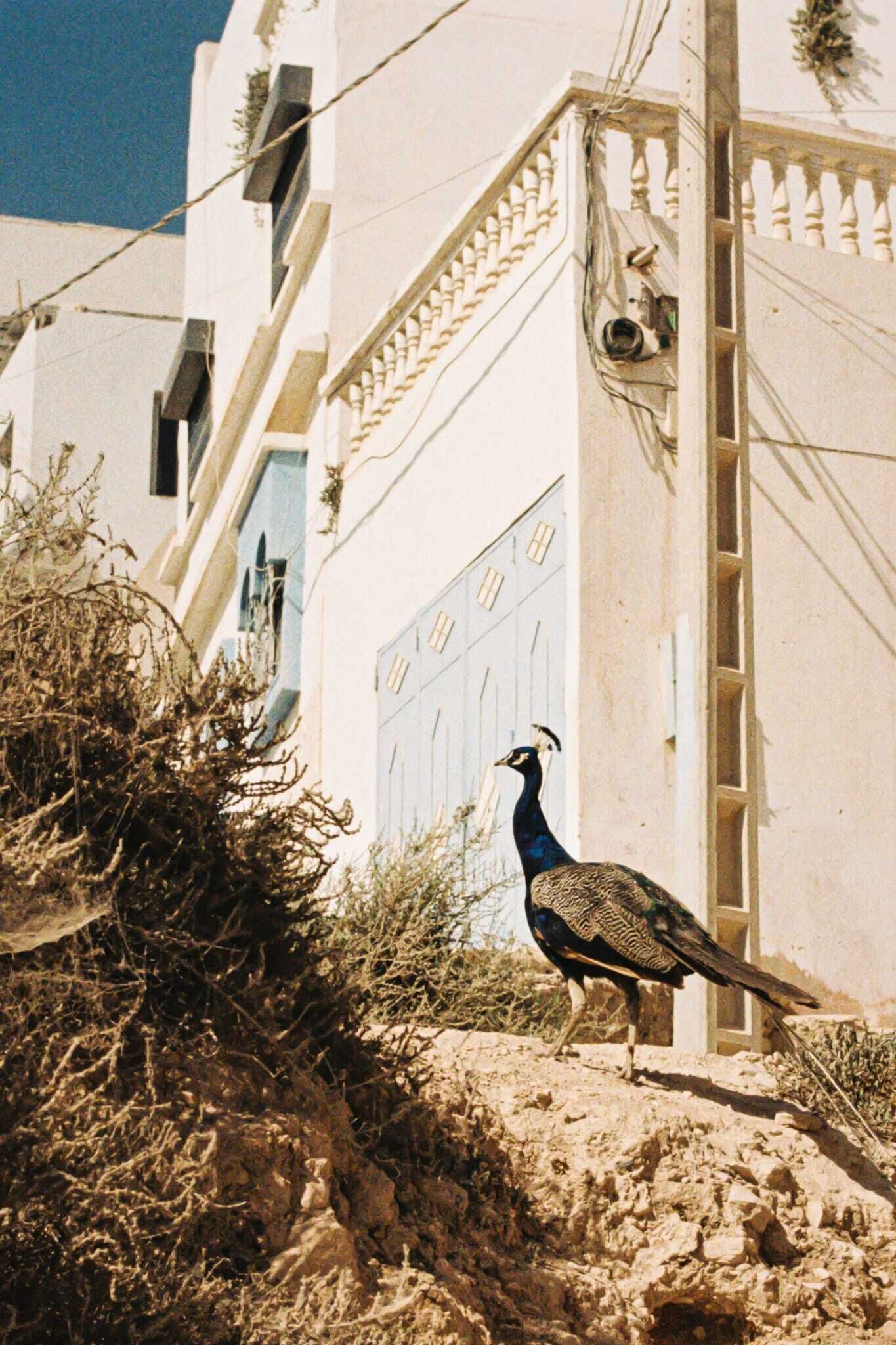 Un pavo real posado sobre un saliente rocoso frente a un edificio blanco con un balcón.