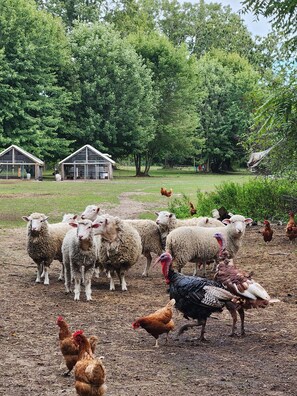 A farm with sheep and chickens, surrounded by trees and a small building.