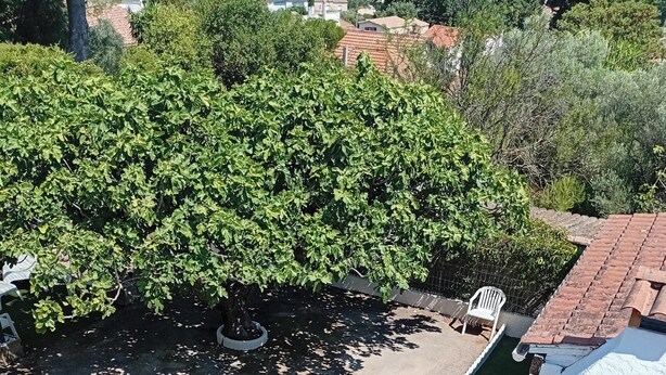 A rooftop terrace with a green lawn, a white chair, and a tree. - Stellamare (Sanary-sur-Mer)