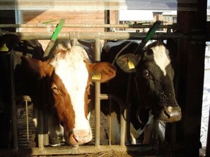 Two cows in a pen with metal bars and a green object above them.