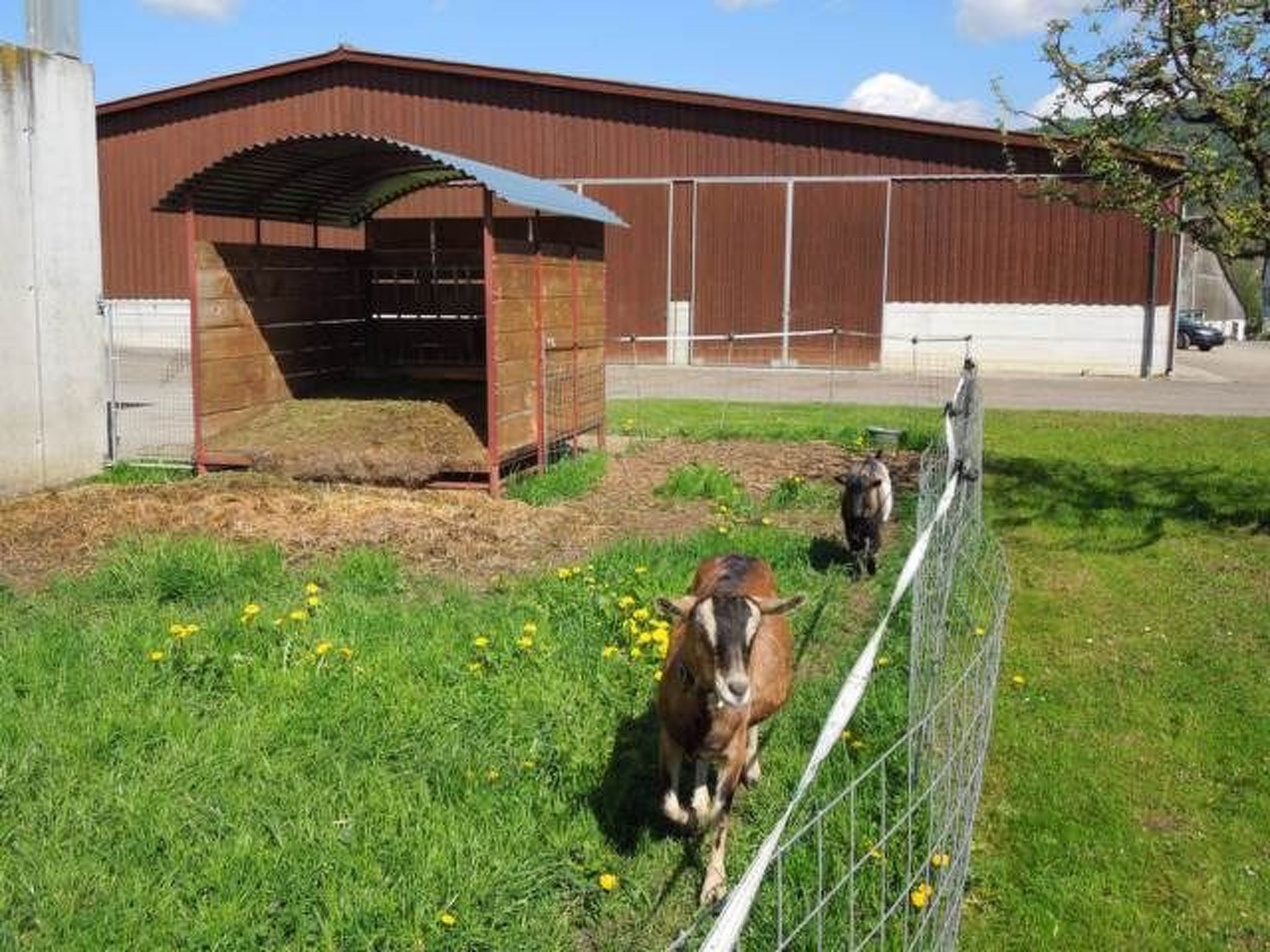A fenced outdoor area with a building in the background, a grassy field with dandelions, and two goats.