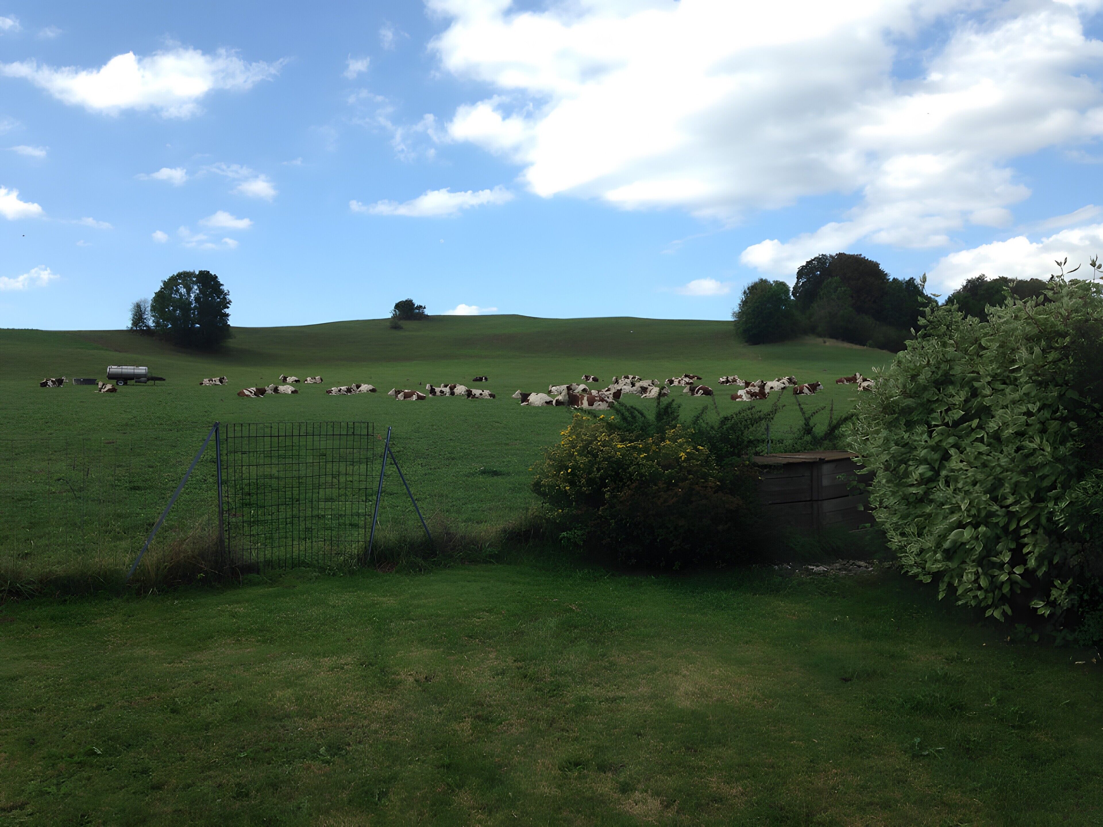 A grassy field with cows and a trailer.