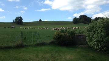 A grassy field with cows and a trailer.