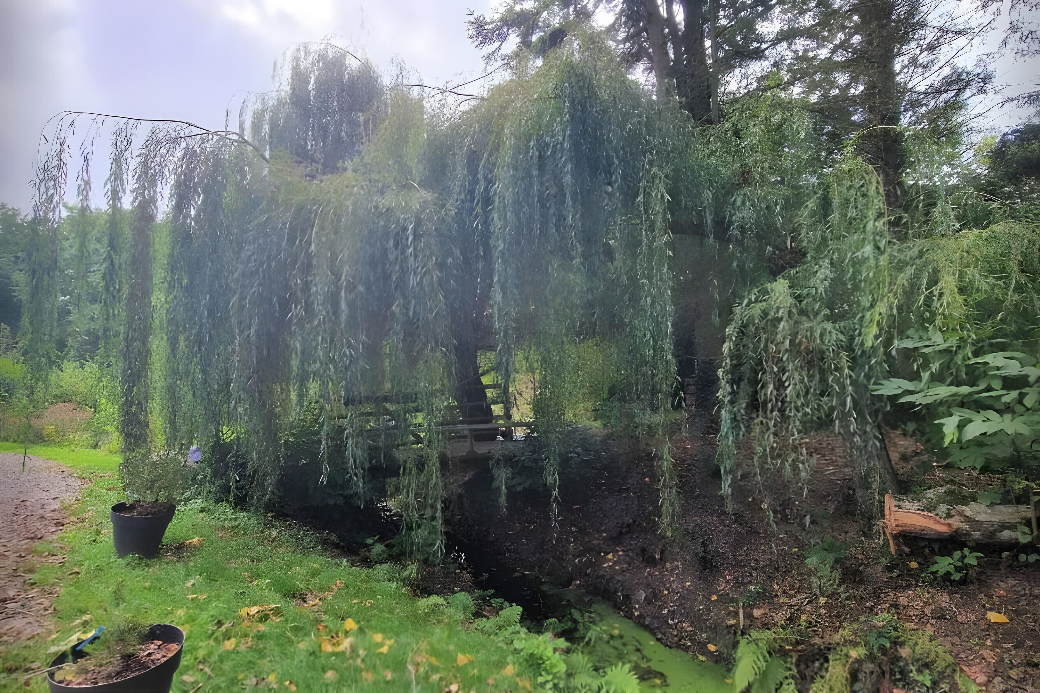 A garden with weeping willow trees, a wooden bridge, and a dirt path.