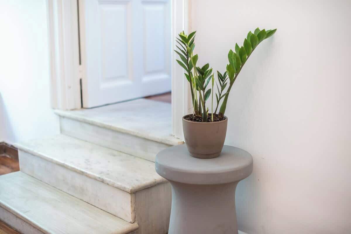 A potted plant on a pedestal near a white door.