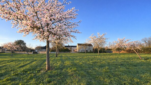 Een begroeid veld met enkele bomen met roze bloemen, een stenen gebouw en een helderblauwe lucht.