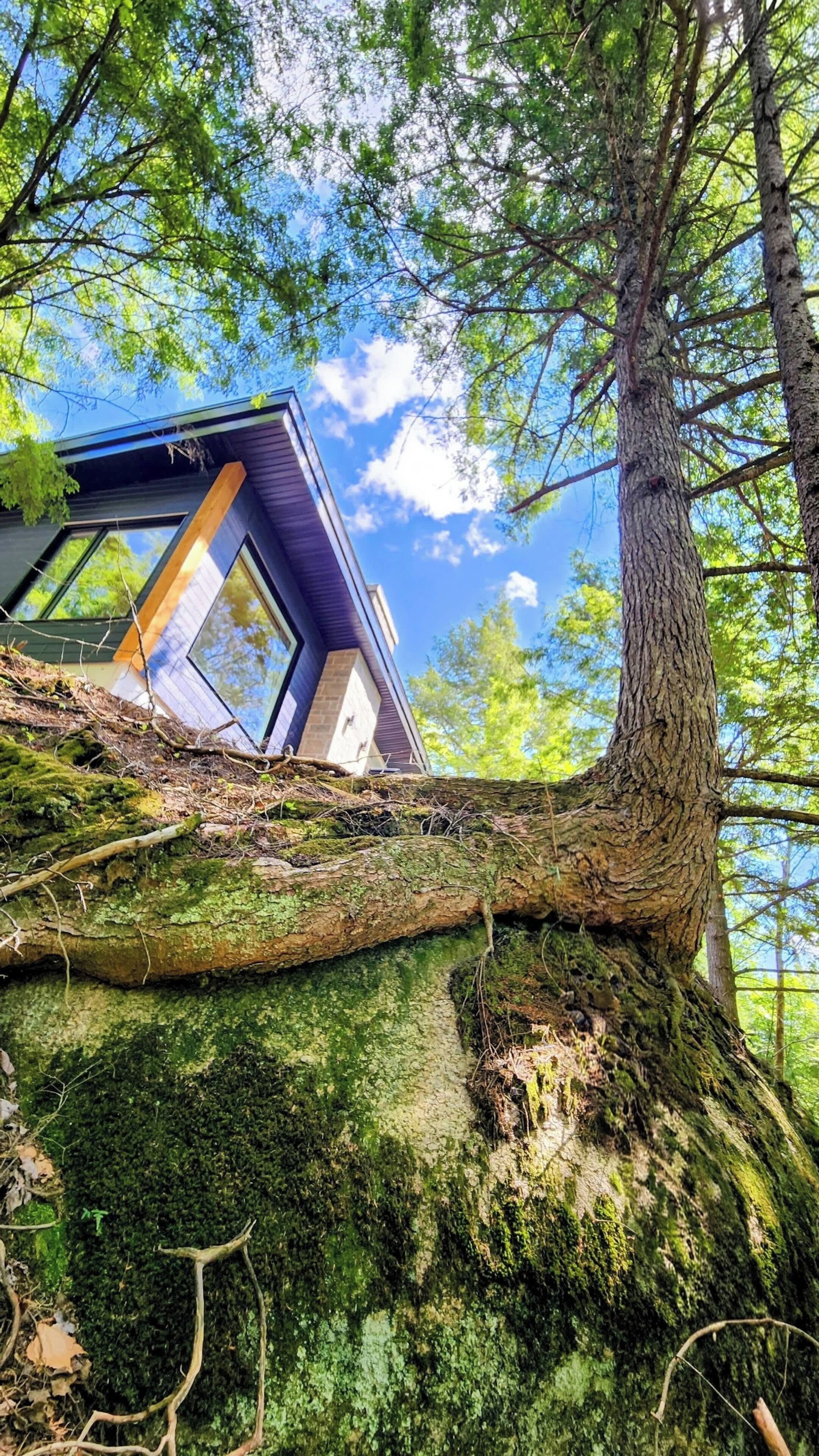 Un edificio moderno con ventanas amplias, rodeado por un bosque con un tronco de árbol destacado.