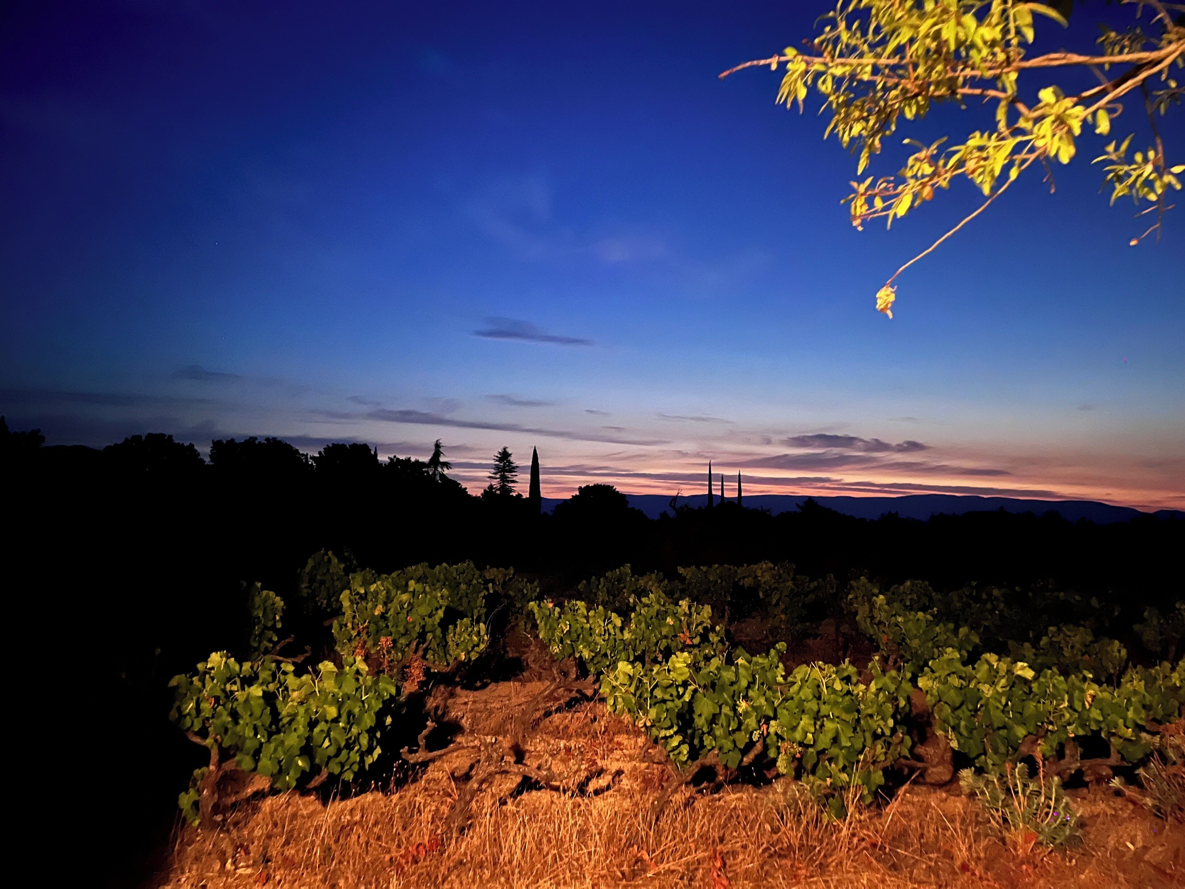 Viñedo al atardecer con hileras de vid y cielo despejado.