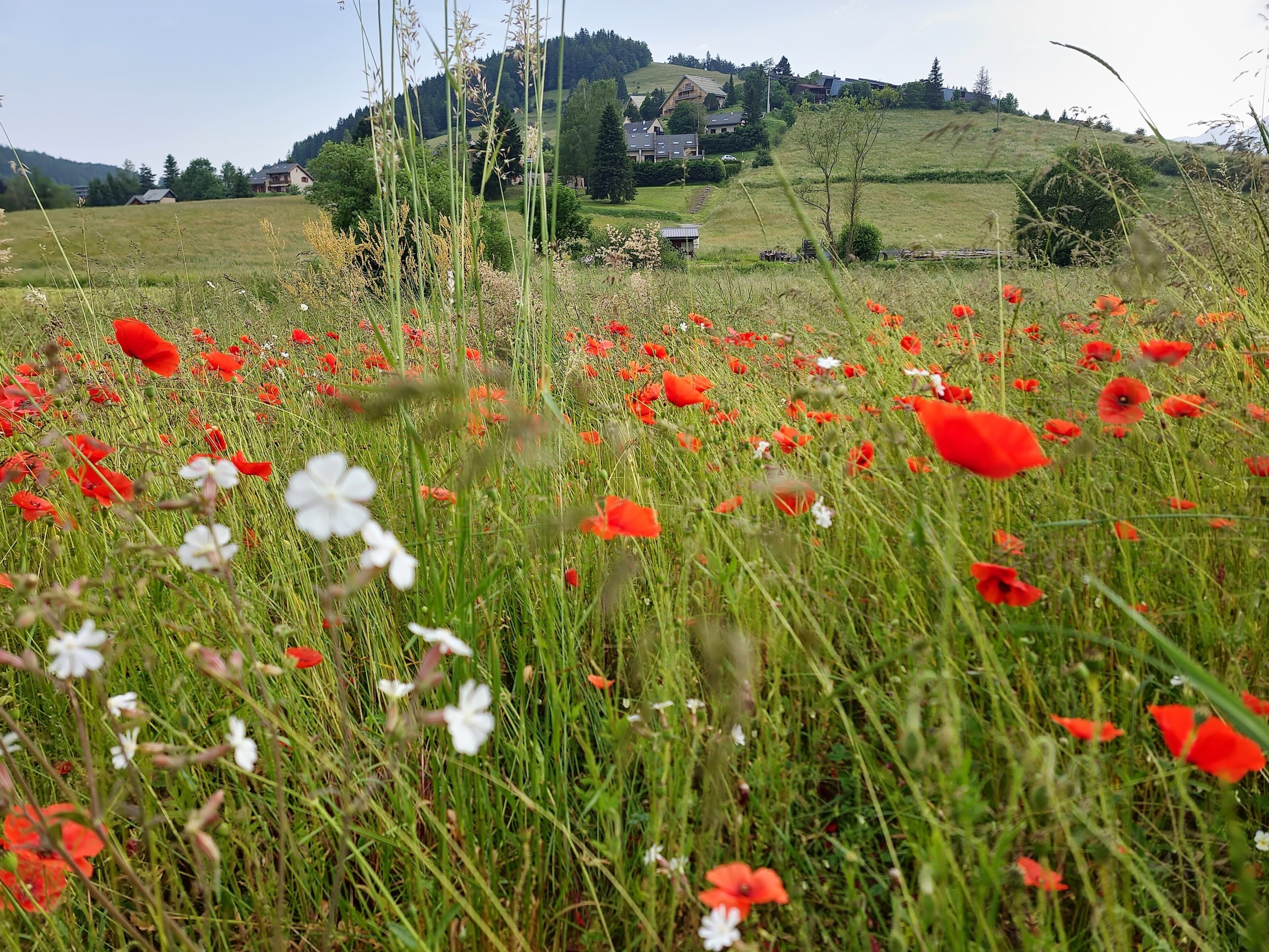 Camp de roses vermelles i flors blanques, amb cases a la distància sobre un turó.