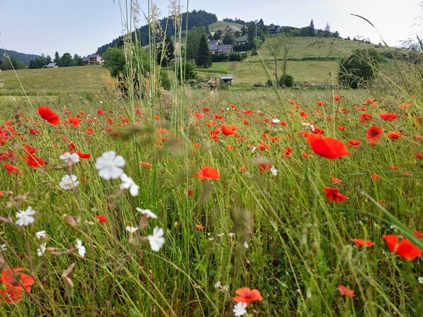 A field of red poppies and white flowers with a view of houses on a hill in the background.
