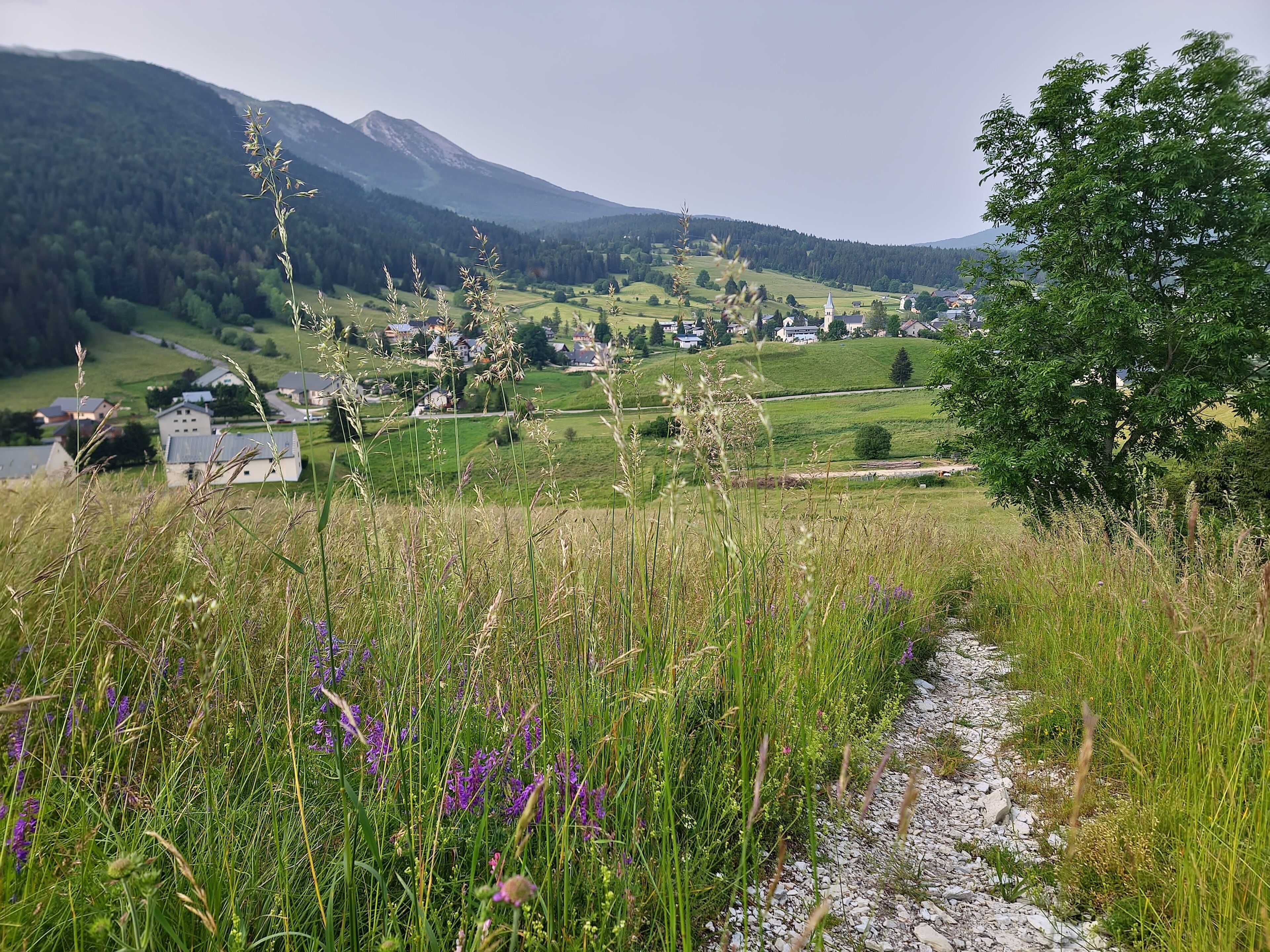 Paisagem rural com um caminho de cascalho, flores silvestres e casas ao fundo.