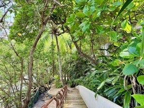 A wooden pathway through a lush, green forested area with dense foliage and trees.