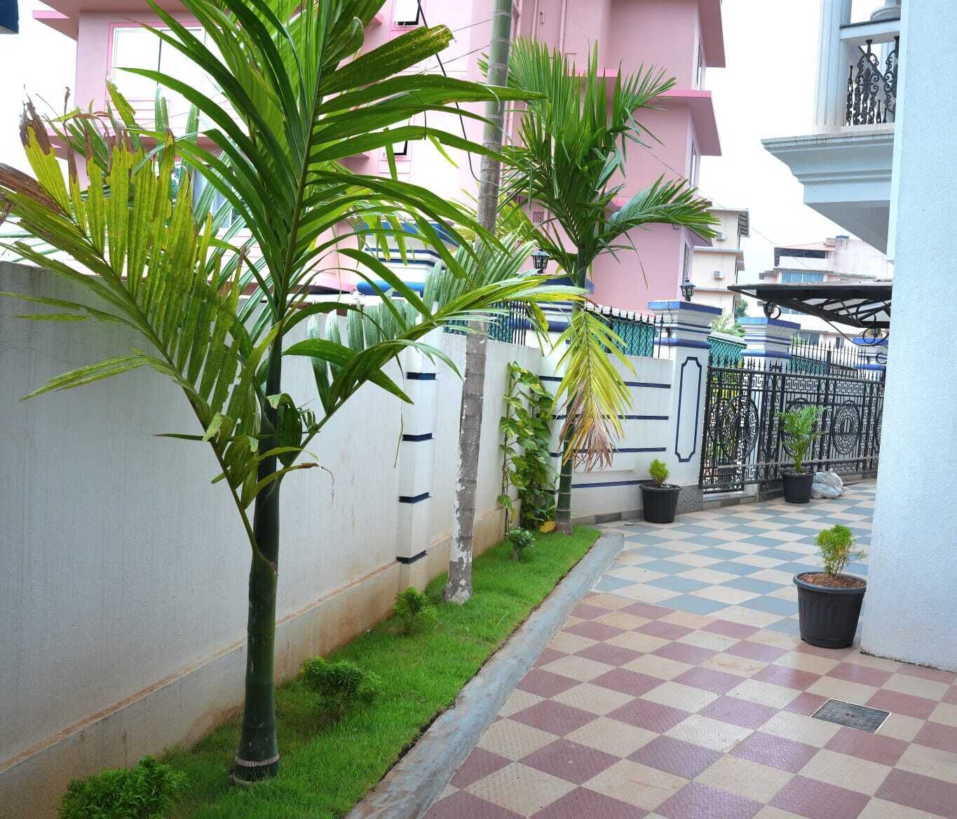 A checkered outdoor area with a white wall, a palm tree, and a metal gate.