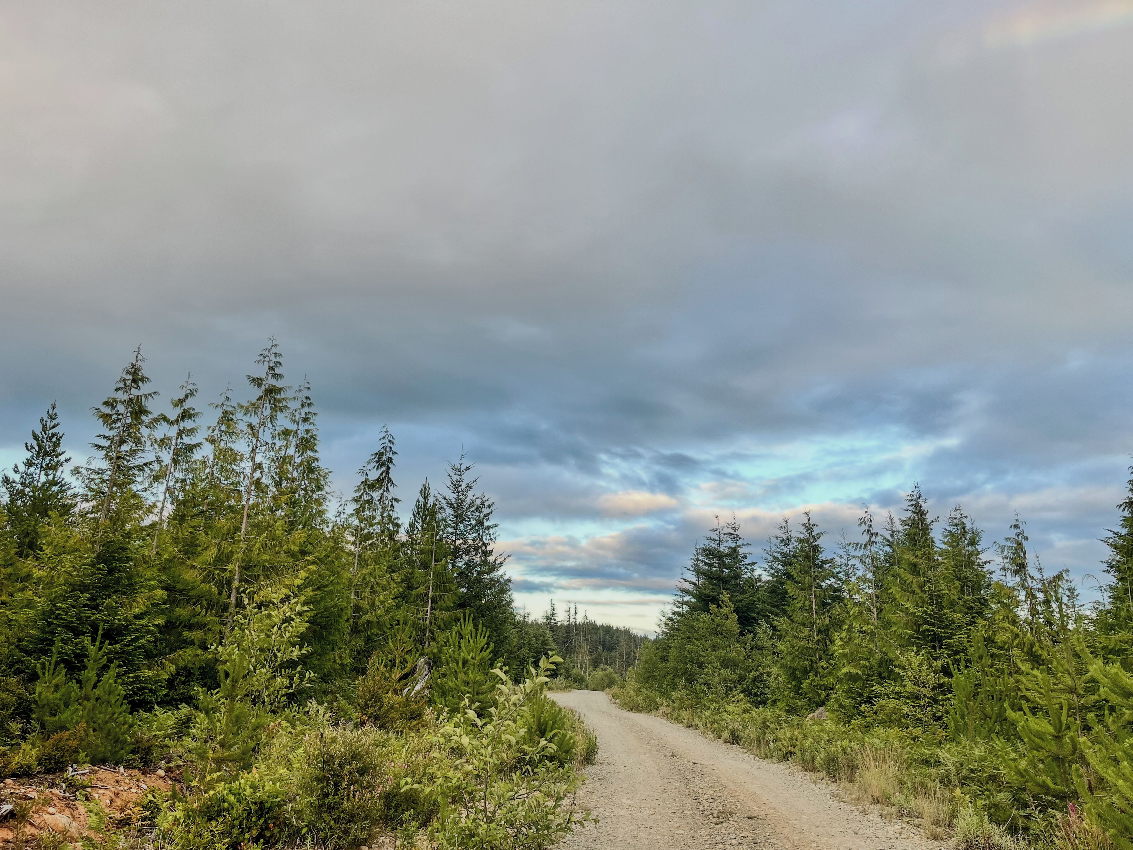 Un camino de grava bordeado por un denso bosque de coníferas.