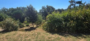 Een groen gazon omgeven door struiken en bomen.